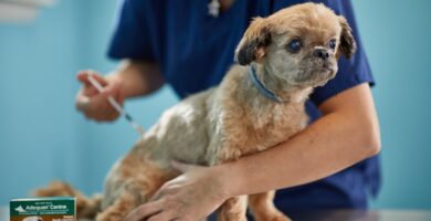 Treating Arthritis in Dogs